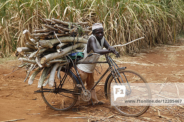 Holztransport auf einem Fahrrad  Uganda  Afrika