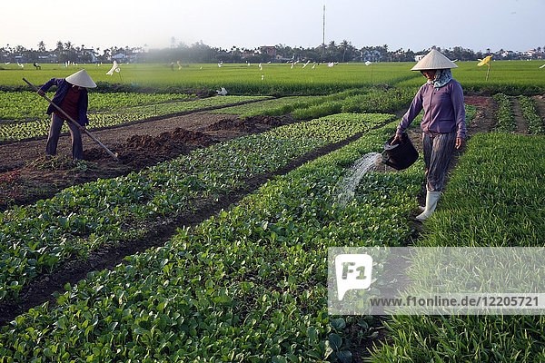Eine Bäuerin bewässert ihren Gemüsegarten  Hoi An  Vietnam  Indochina  Südostasien  Asien