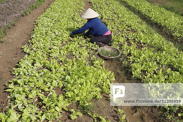 Vietnamesische Frau bei der Arbeit in einem Salatfeld  Kon Tum  Vietnam  Indochina  Südostasien  Asien