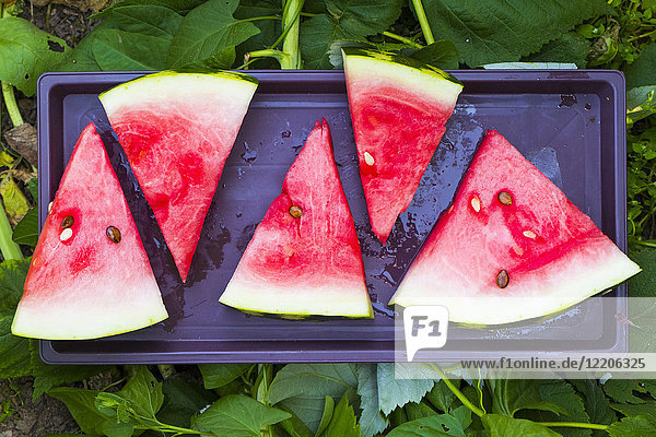 Watermelon slices on plastic tray