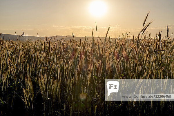 Field of wheat at sunset