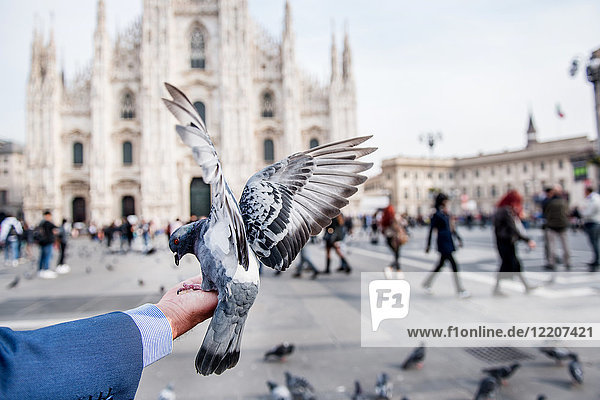 Man feeding pigeon on hand in square  personal perspective  Milan  Lombardy  Italy