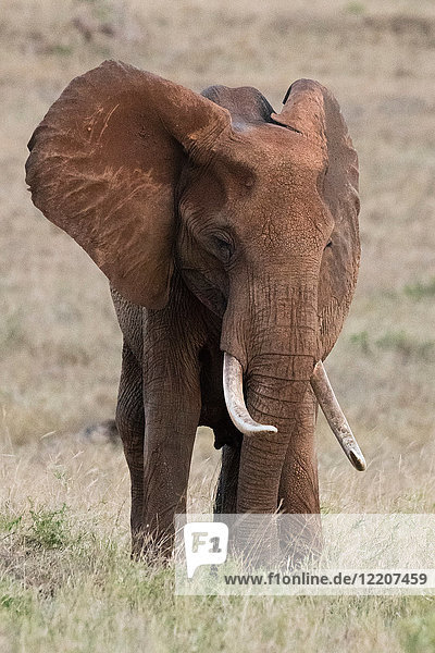 Porträt eines afrikanischen Elefanten (Loxodonta africana)  Tsavo  Kenia  Afrika