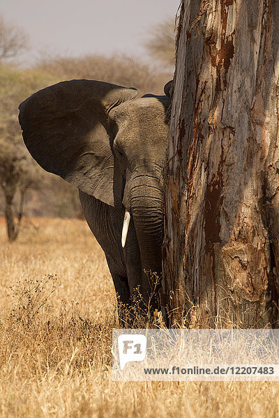 Porträt eines afrikanischen Buschelefanten (Loxodonta africana)  Tarangire-Nationalpark  Tansania  Afrika