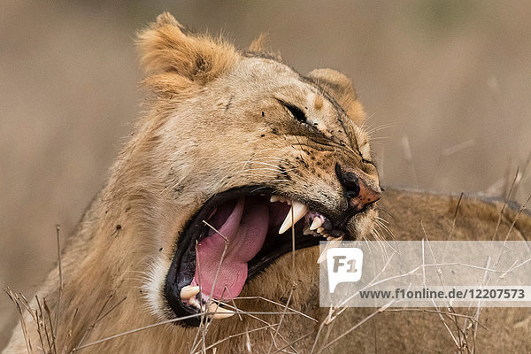 Löwe (Panthera leo)  offener Mund  Tsavo  Kenia  Afrika