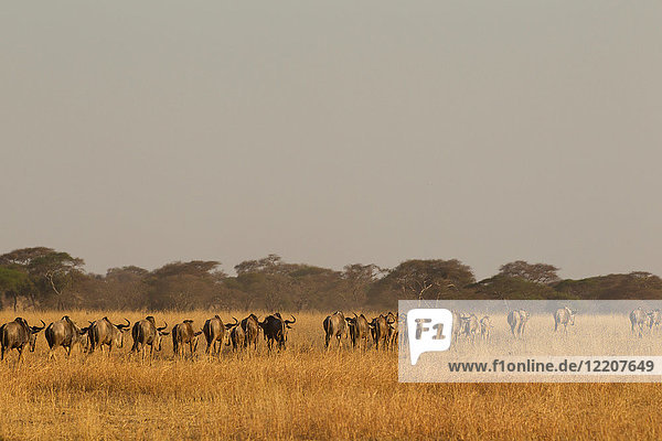 Gnu-Herde (Connochaetes taurinus)  Tarangire-Nationalpark  Tansania  Afrika