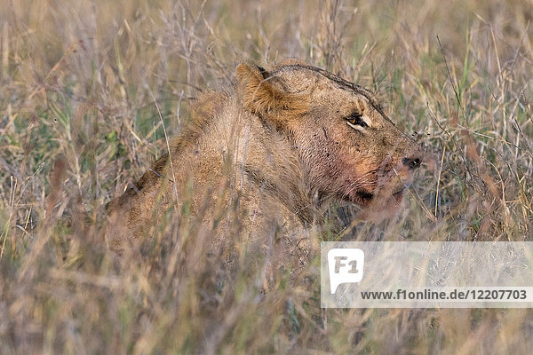Löwe (Panthera leo)  Tsavo  Kenia  Afrika