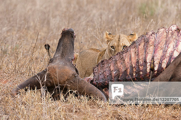 Löwe (Panthera leo)  der sich von Büffeln ernährt  Tsavo  Kenia  Afrika