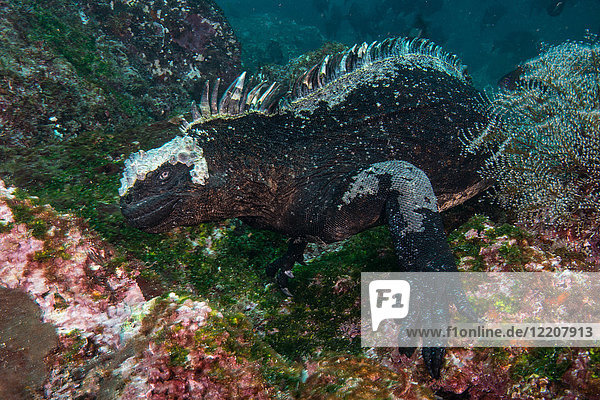 Unterwasseransicht eines Meeresleguans nach Korallen  Seymour  Galapagos  Ecuador  Südamerika