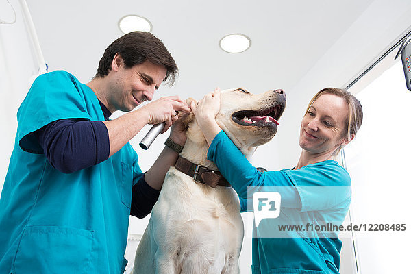 Tierärzte  die Labrador-Retriever-Ohrenuntersuchungen durchführen