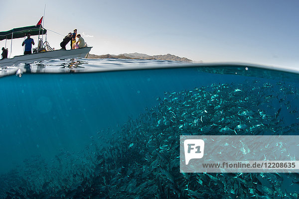 Schwärme von Jackfischen  die in der Nähe des Bootes an der Wasseroberfläche schwimmen  Cabo San Lucas  Baja California Sur  Mexiko  Nordamerika
