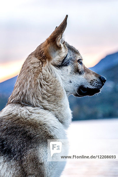 Porträt eines Hundes am Fluss  Seitenansicht