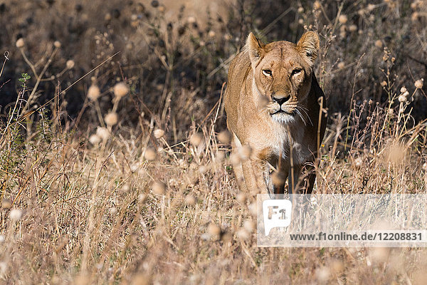 Löwin (Panthera leo) im Grasland  Savuti  Chobe-Nationalpark  Botswana