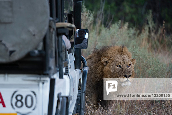 Männlicher Löwe (Panthera leo) vor Safari-Fahrzeug  Okavango-Delta  Botswana