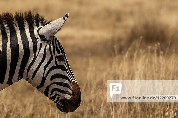 Zebra  Equus burchelli  Serengeti-Nationalpark  Tansania