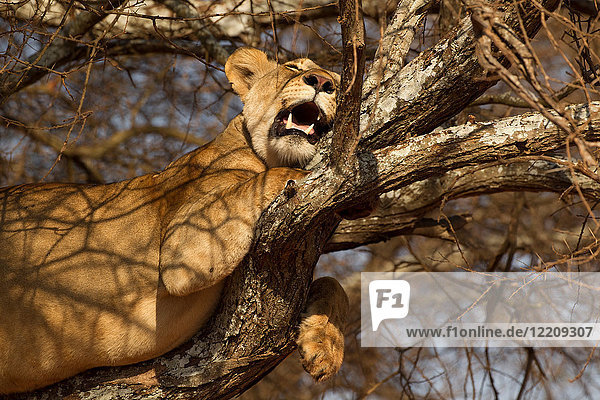 Löwe  Löwin  Panthera leo  Tarangire-Nationalpark  Tansania