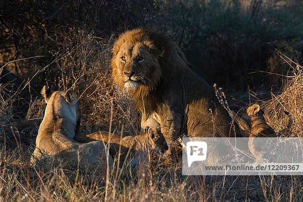 Löwenfamilie (Panthera leo)  mit Jungtieren  Okavango-Delta  Botswana