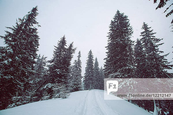 Wald im Winter  Gurne  Ukraine