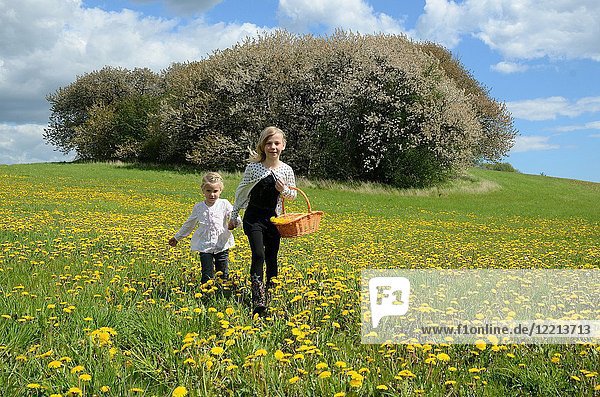 Two girls  9 and 4 years old  in a field with dandelion  Ystad  Sweden  Europe.
