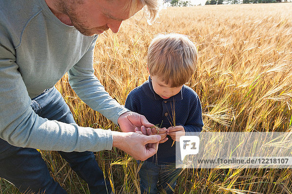 Vater und Sohn im Weizenfeld bei der Untersuchung von Weizen  Lohja  Finnland