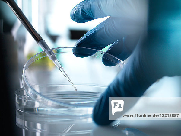Wissenschaftler pipettiert Probe in Petrischale im Labor