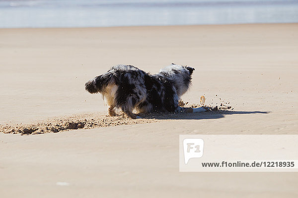 Hund gräbt Sand am Strand