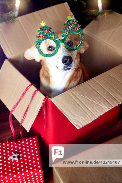 Hund in Schachtel  trägt eine Christbaumbrille