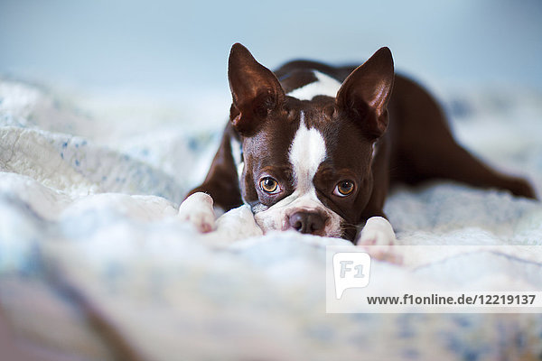 Porträt eines auf dem Bett liegenden Boston Terriers