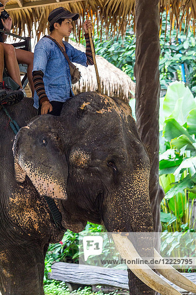 Asia  Thailand  Mae Rim  Maetaman Elephant Camp  instructor riding elephant