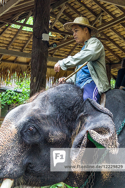 Asien  Thailand  Mae Rim  Maetaman Elefantencamp  Reitlehrer auf Elefanten