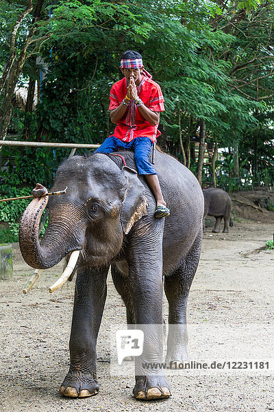 Asia  Thailand  Mae Rim  Maetaman Elephant Camp  instructor riding elephant