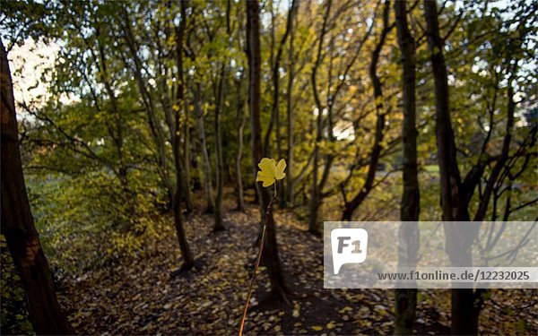3D-Stereo-Effekt eines gelben Herbstblattes in einer bewaldeten Umgebung