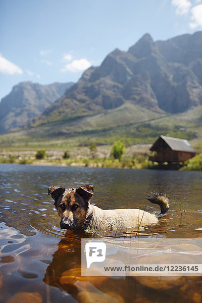 Portrait Hund Schwimmen im sonnigen Sommersee