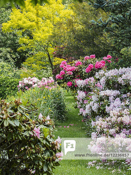 Australien  New South Wales  Katoomba  Garten mit grünen Bäumen und Rhododendronsträuchern
