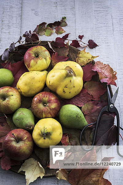 Herbstliches Obst (Quitten  Äpfel  Birnen) mit Blättern und Schere auf einem Holzbrett