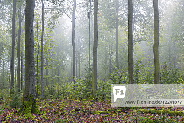 Buchenwald an einem nebligen Morgen im Herbst  Naturpark  Spessart  Bayern  Deutschland