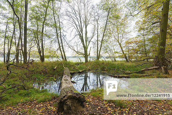 Pond with fallen tree in forest in Autumn in Hesse  Germany
