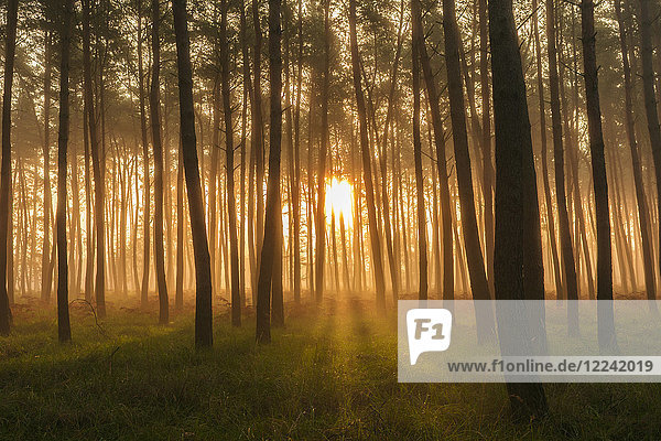 Sonnenlicht  das durch silhouettierte Bäume in einem Kiefernwald an einem nebligen Morgen bei Sonnenaufgang in Hessen  Deutschland  scheint