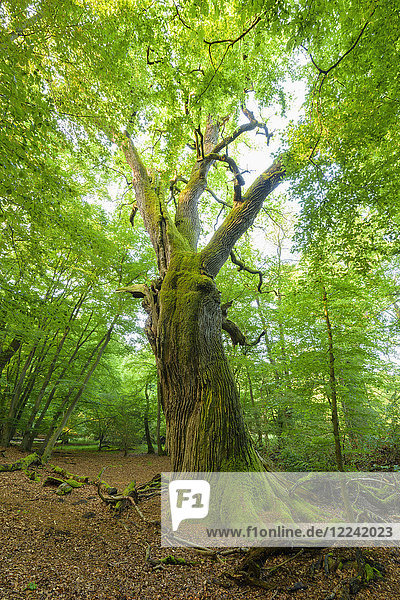 Old  common oak tree with twisted tree trunk in forest in summer  Hesse  Germany