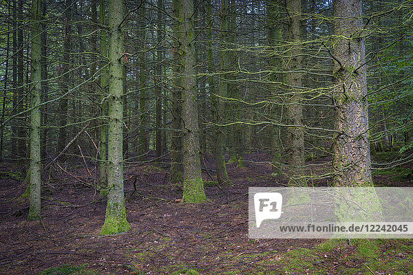 Gespenstischer Fichtenwald  Odenwald  Hessen  Deutschland  Europa