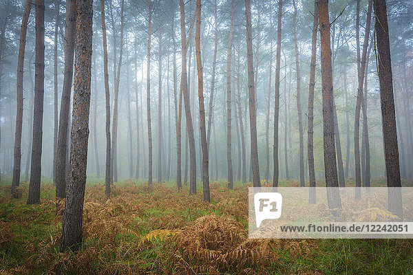 Baumstämme in einem Kiefernwald an einem nebligen Morgen im Herbst in Hessen  Deutschland