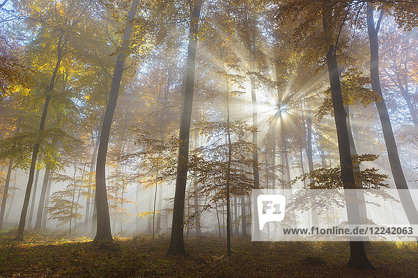 Sonnenstrahlen im Rotbuchenwald (Fagus sylvatica) im Herbst  Spessart  Bayern  Deutschland