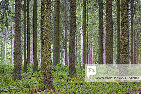 Fichtenwald  Naturverjüngung  Odenwald  Hessen  Deutschland