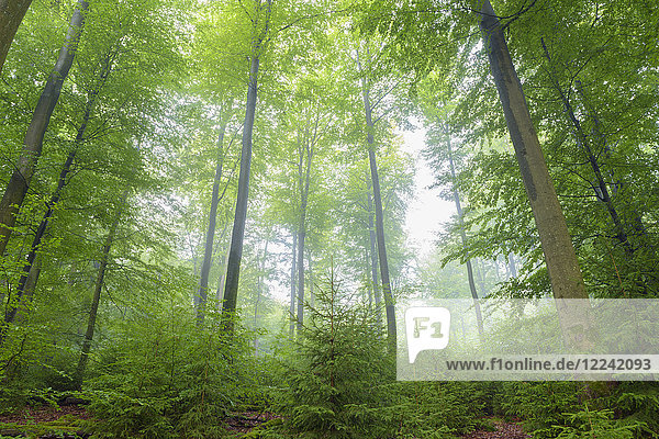 Rotbuchenwald (Fagus sylvatica) an einem nebligen Morgen  Spessart  Bayern  Deutschland