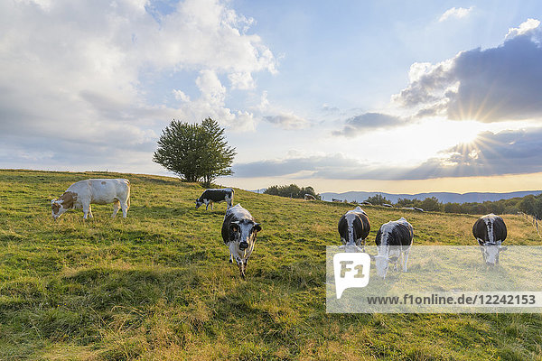 Herd of cows grazing in pasture with the late afternoon sun shining over the fields at Le Markstein in the Vosges Mountains in Haut Rhin  Alsace  France