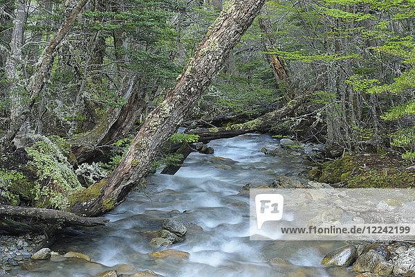 Rauschendes Wasser eines Waldbachs bei Ushuaia im Tierra del Fuego National Park  Feuerland  Argentinien