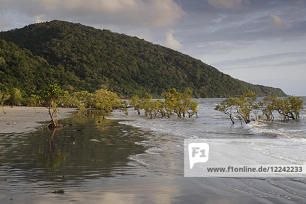 Mangrove trees in surf on beach at Cape Tribulation in the Daintree National Park in Queensland  Australia