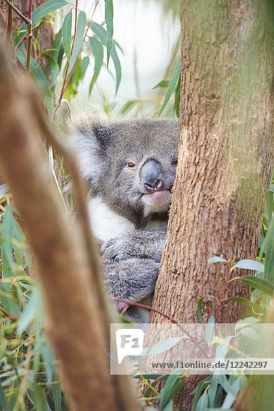 Koala,  Phascolarctos cinereus,  Victoria,  Australien