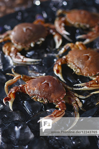 Raw crab