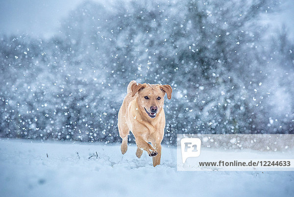 Goldener Labrador im Schnee  Vereinigtes Königreich  Europa